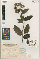 Holotype of Gynoxys vargasiana Cabrera, 1944 [family ASTERACEAE]