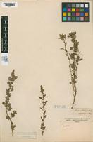Holotype of Amaranthus vulgatissimus Spegazzini, 1902 [family AMARANTHACEAE]
