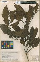 Isotype of Cordia lomatoloba Johnston, 1937 [family BORAGINACEAE]
