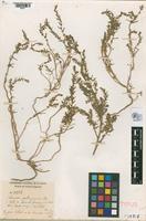 Isotype of Suaeda patagonica Spegazzini, 1897 [family CHENOPODIACEAE]