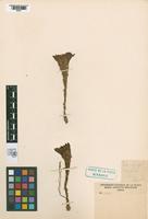 Lectotype of Echinopsis melanopotamica Spegazzini, 1905 [family CACTACEAE]