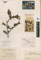 Isosyntype of Nothofagus antarctica (Forster, 1871) & Oersted, 1871 var. palustris [family NOTHOFAGACEAE]