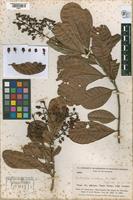 Isotype of Krukoviella scandens Smith, 1939 [family OCHNACEAE]