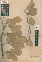 Holotype of Erythrina chacoensis Speg. [family FABACEAE]