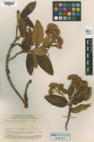 Isotype of Gynoxys costihirsuta Cuatrecasas, 1964 [family ASTERACEAE]