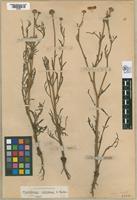 Isotype of Hymenoxys cabrerae Parker, 1962 [family ASTERACEAE]