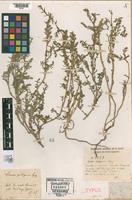 Isotype of Suaeda patagonica Spegazzini, 1897 [family CHENOPODIACEAE]