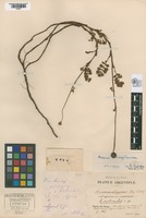 Syntype of Acaena nudicaulis Albov [family ROSACEAE]