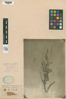 Type? of Grindelia volkensii Kuntze, 1898 var. latifolia [family ASTERACEAE]