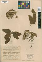 Isotype of Gynoxys cuzcoensis Cuatrecasas, 1951 [family ASTERACEAE]