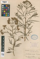 Type? of Senecio brasiliensis (Spreng.) Less. var. tripartitus (DC.)Bak. [family ASTERACEAE]