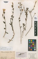 Original material of Petunia axillaris (Lam.) Britton, Sterns & Poggenb. subsp. axillaris [family SOLANACEAE]