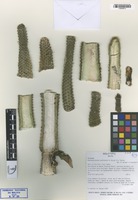 Holotype of Weberbauerocereus madidiensis Quispe & A. Fuentes [family CACTACEAE]
