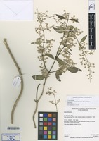 Holotype of Pedersenia volubilis Borsch, T. Ortuño & M. Nee [family AMARANTHACEAE]