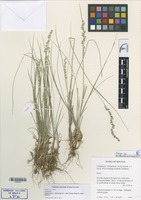 Isotype of Chascolytrum altimontanum Essi, Souza-Chies & Longhi-Wagner [family GRAMINEAE]
