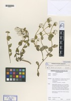 Holotype of Gomphrena fuscipellita T. Ortuño & Borsch [family AMARANTHACEAE]