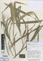 Paratype of Gerritea pseudopetiolata Zuloaga, Morrone & Killeen [family GRAMINEAE]