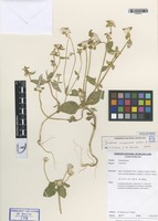 Holotype of Gomphrena mizqueensis T. Ortuño & Borsch [family AMARANTHACEAE]