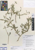 Holotype of Gomphrena stellata T. Ortuño & Borsch [family AMARANTHACEAE]