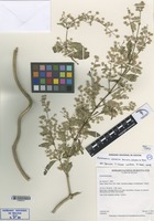 Holotype of Pedersenia volubilis Borsch, T. Ortuño & M. Nee [family AMARANTHACEAE]