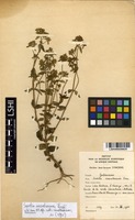 Filed as Swertia usambarensis Engl. [family GENTIANACEAE]