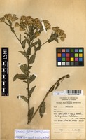 Filed as Vernonia glabra (Steez) Vatke [family ASTERACEAE]