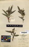 Filed as Eriosema shirense Baker f. var. longibracteatum Hauman [family FABACEAE]