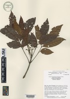 Paratype of Tapirira chimalapana T. Wendt & J. D. Mitchell [family ANACARDIACEAE]