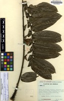 Filed as Zanthoxylum gilletii (De Wild.) P. G. Waterman [family RUTACEAE]