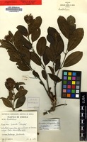 Combretum platypetalum Welw. ex Laws. subsp. platypetalum Welw. ex Laws. [family COMBRETACEAE]