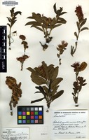 Combretum platypetalum Welw. ex. Laws. subsp. platypetalum Exell & Garcia [family COMBRETACEAE]
