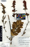 Combretum platypetalum Welw. ex. Laws. subsp. platypetalum Exell & Garcia [family COMBRETACEAE]