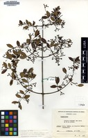 Filed as Hippocratea parvifolia Oliv. [family CELASTRACEAE]