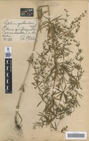 Syntype of Galium polonicum Błocki [family RUBIACEAE]
