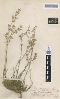 Original material of Silene transsilvanica Schur [family CARYOPHYLLACEAE]