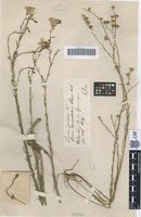 Syntype of Linum perenne L. variety lasiopetalum Schur [family LINACEAE]
