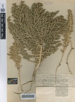 Type of Cornulaca korshinskyi Litv. [family CHENOPODIACEAE]