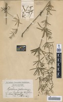 Syntype of Galium polonicum Błocki [family RUBIACEAE]