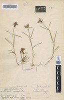 Holotype of Dianthus brachyanthus Schur [family CARYOPHYLLACEAE]