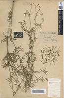 Syntype of Galium polonicum Błocki [family RUBIACEAE]