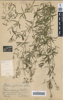 Syntype of Galium polonicum Błocki [family RUBIACEAE]