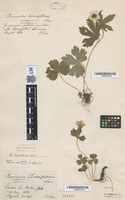 Syntype of Ranunculus lerchenfeldianus Schur [family RANUNCULACEAE]