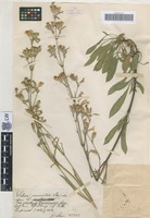 Syntype of Silene saxatilis Sims variety robustior Schur [family CARYOPHYLLACEAE]