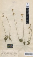 Original material of Silene transsilvanica Schur [family CARYOPHYLLACEAE]