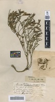 Syntype of Genista alpicola Schur [family FABACEAE]