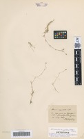 Lectotype of Alsine oxypetala Woł. [family CARYOPHYLLACEAE]
