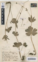 Syntype of Ranunculus lerchenfeldianus Schur [family RANUNCULACEAE]