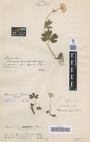 Syntype of Ranunculus lerchenfeldianus Schur [family RANUNCULACEAE]
