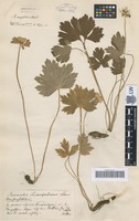 Syntype of Ranunculus lerchenfeldianus Schur [family RANUNCULACEAE]