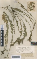 Syntype of Genista rupestris Schur [family FABACEAE]
